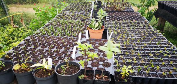 Tera Barra Zaailingenkas bouwen en schilderklus