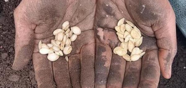 Rais di Boneiru: Kolekta Simia, Preserva Herensia