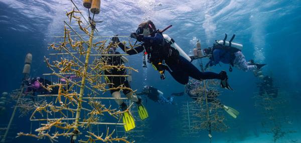 Coral Nursery Maintenance