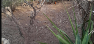 Terrein schoonmaken en snoeien