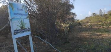 Traha un afdak na nos Aloe Vera Onderzoekscentrum