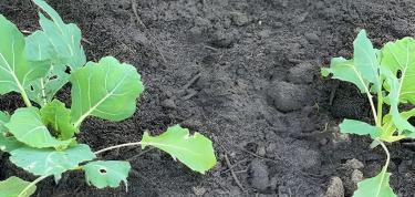 Traha un mini Hardin